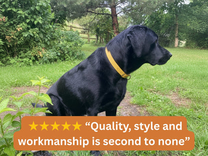 Black dog wearing a yellow collar in a grassy outdoor setting with a five-star rating text overlay.