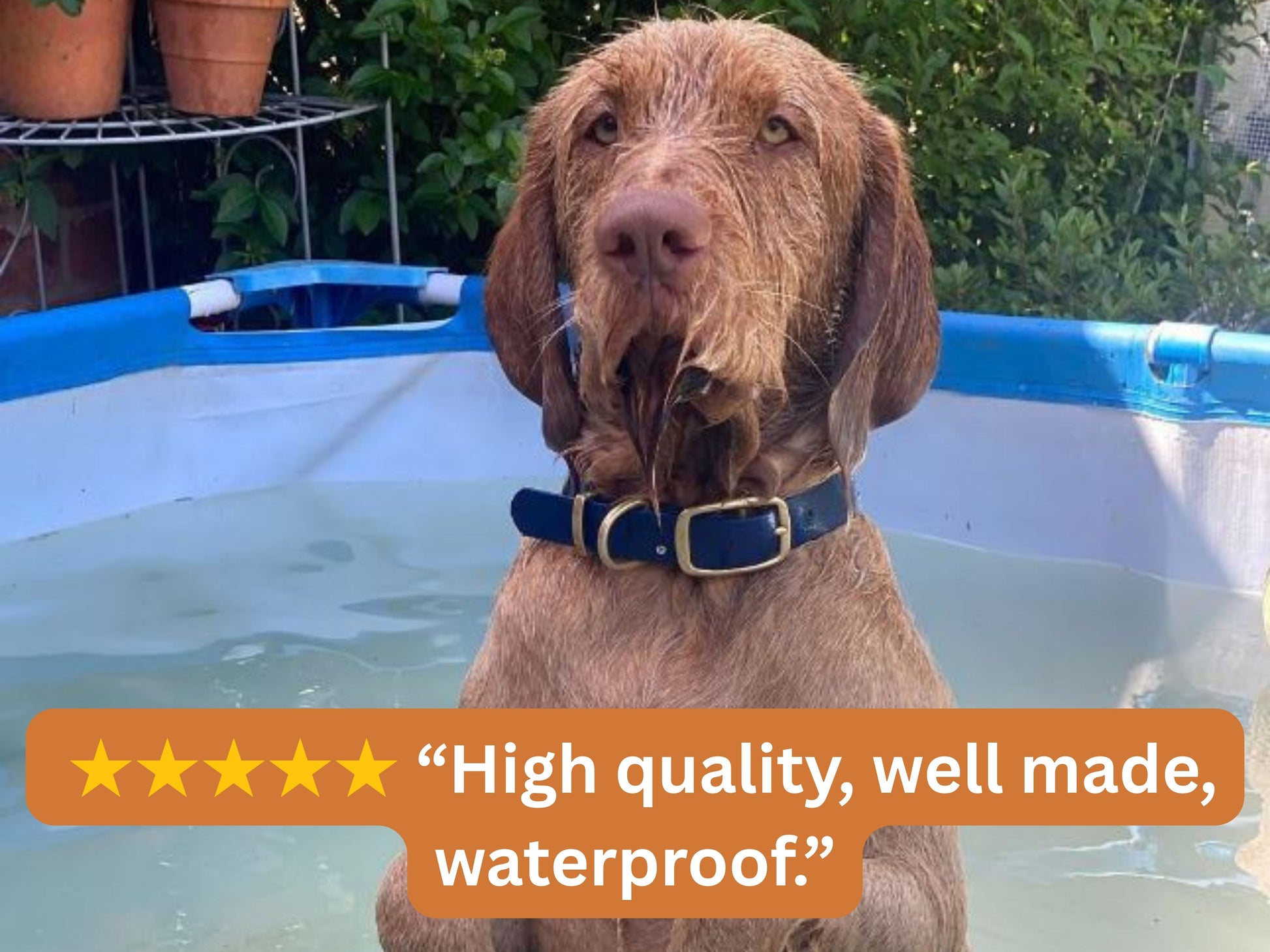 Dog sitting in a pool with a waterproof collar, surrounded by greenery.