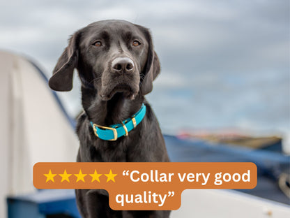 Black Labrador wearing a blue Biothane collar outdoors with a 5-star review saying “Collar very good quality.”