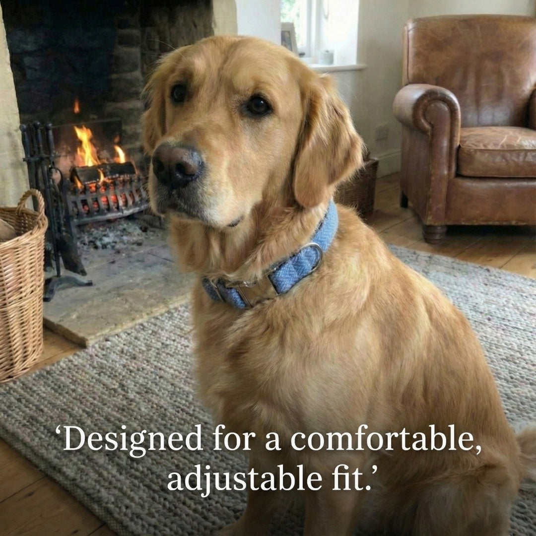 Dog sitting in a cozy living room with a fireplace and leather chair.