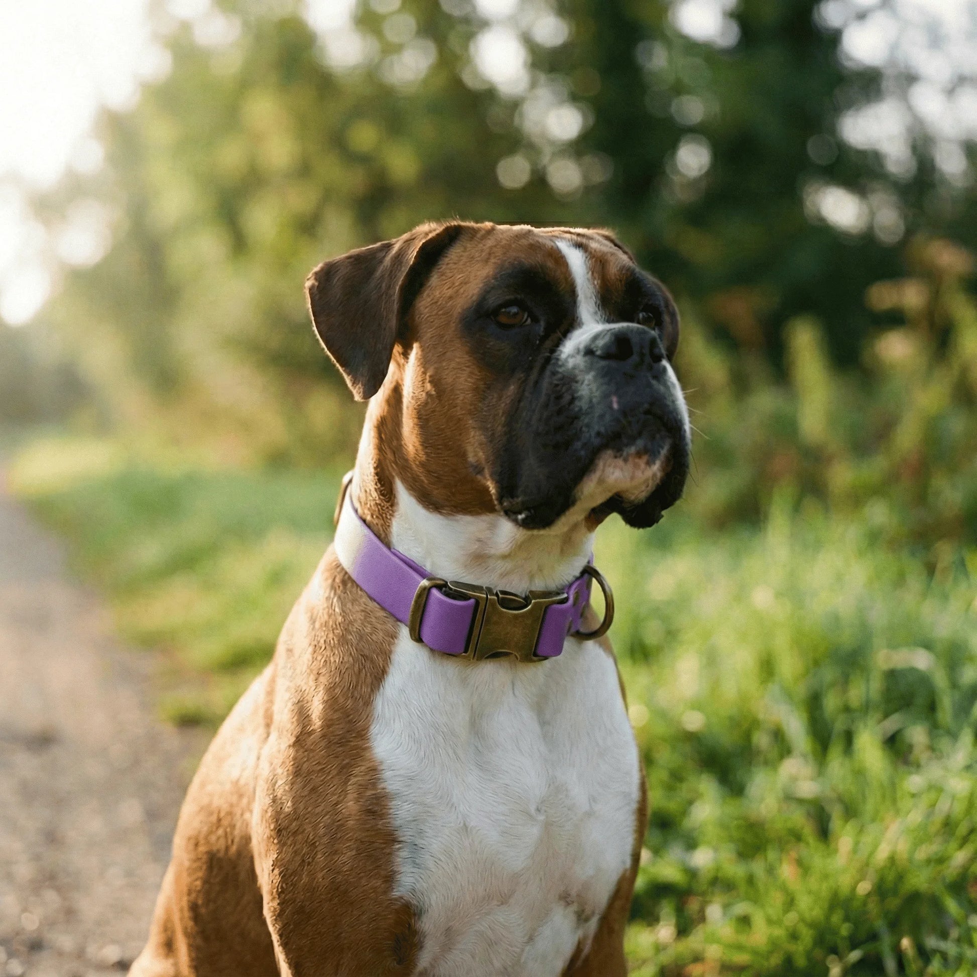 Amethyst Waterproof Biothane Metal Clasp Dog Collar - Collared Creatures LTD