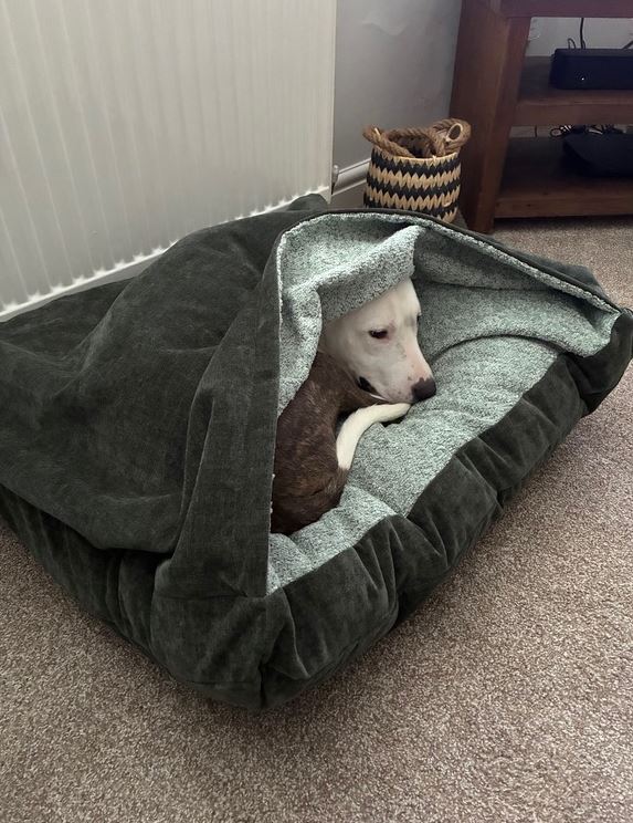 Moss Green Luxury Dog Snuggle Bed/collared creatures