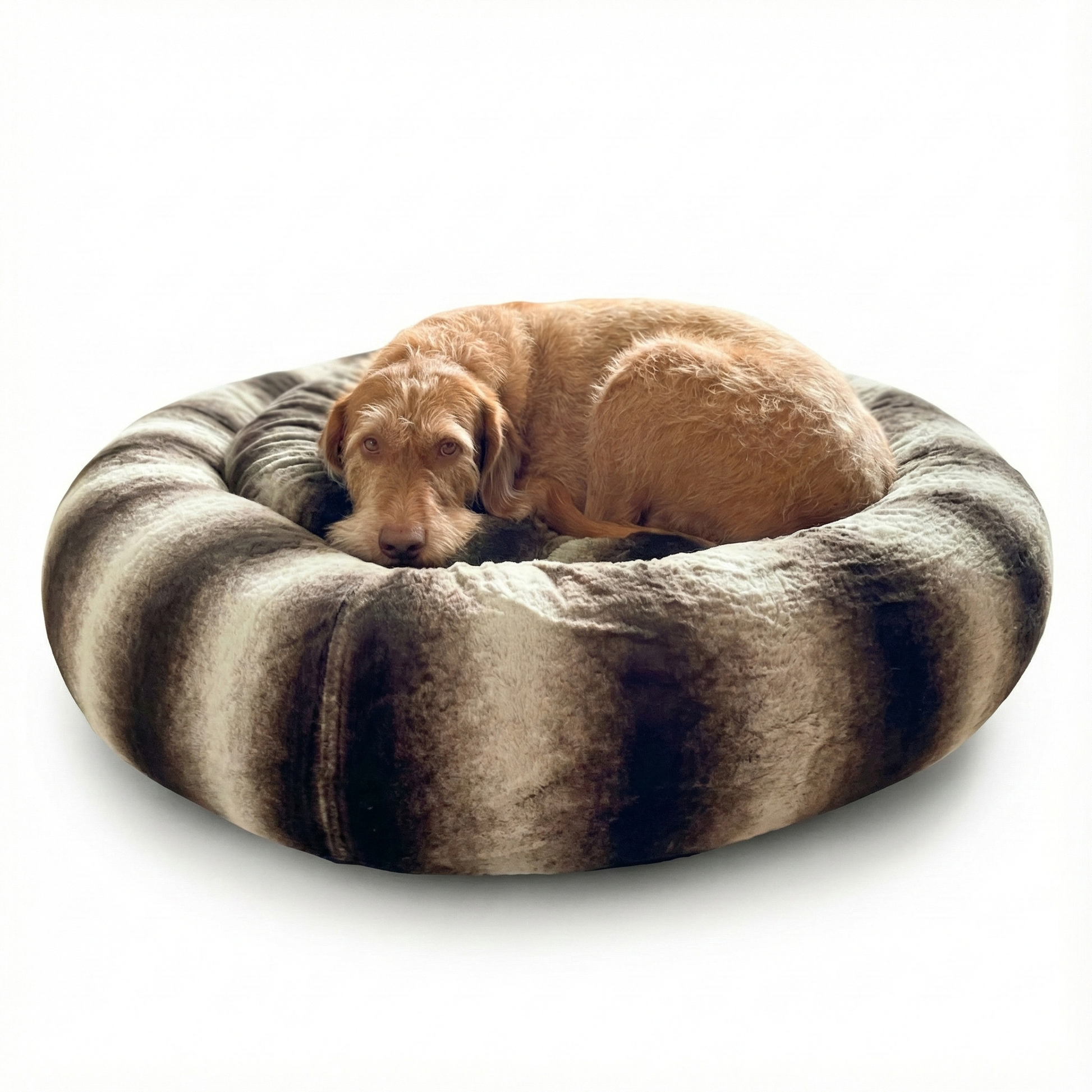 Dog lying on a striped donut pet bed with a white background