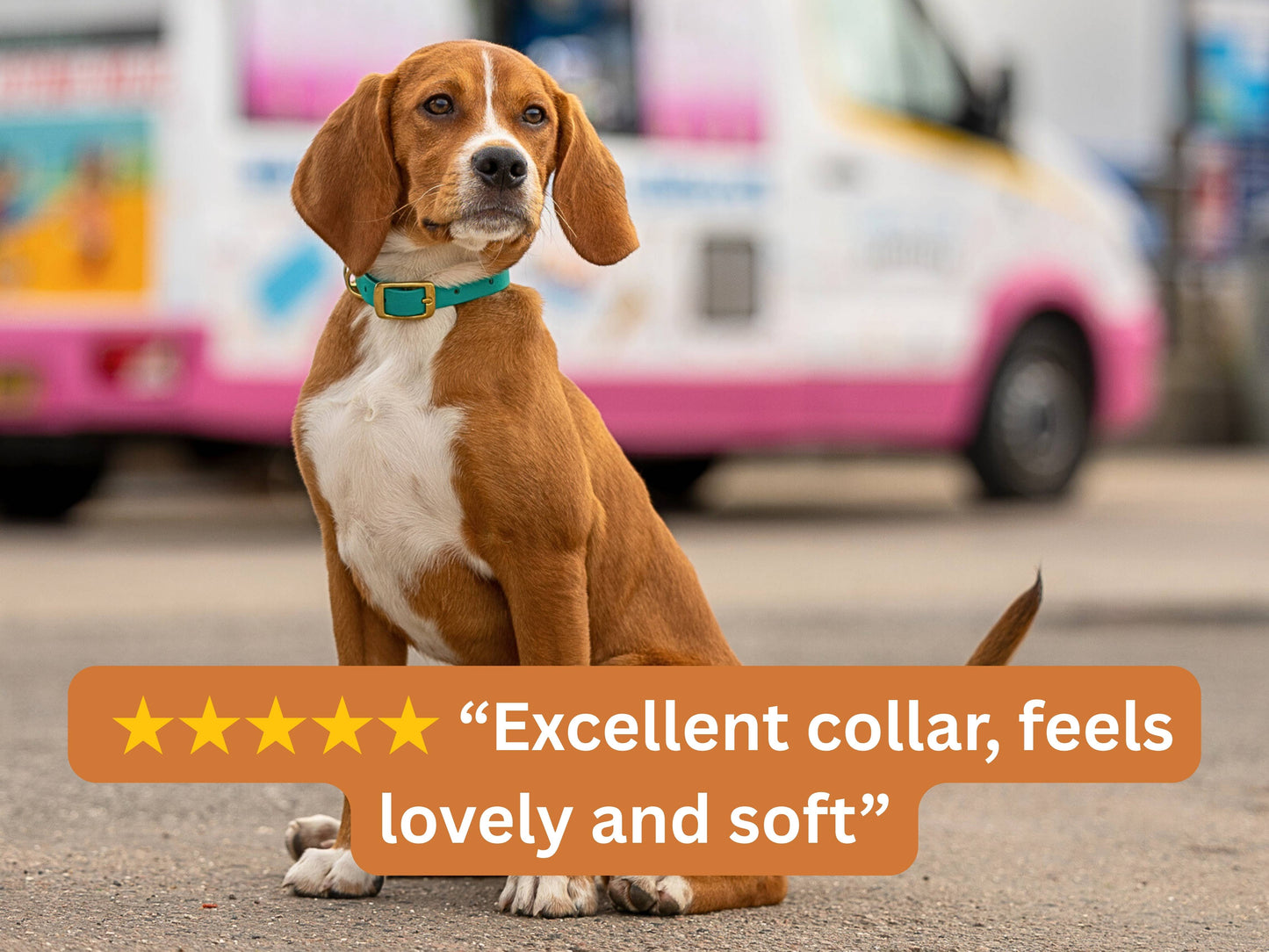 Dog wearing a green blue collar with a blurred background and positive review text.