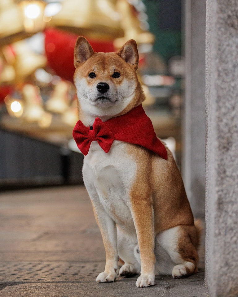 Simply Red Luxury Harris Tweed Dog Bandana - Collared Creatures LTD