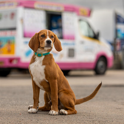 Brown and white dog sitting on a street with a blurred ice cream truck in the background