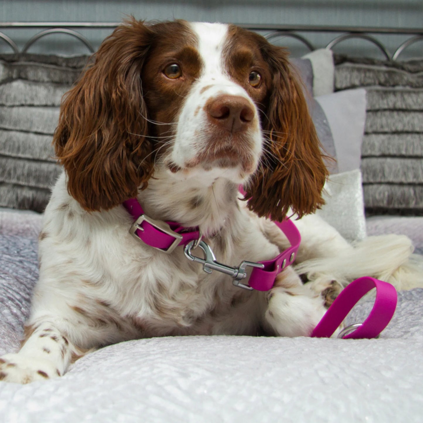 Dog with a pink collar sitting on a bed