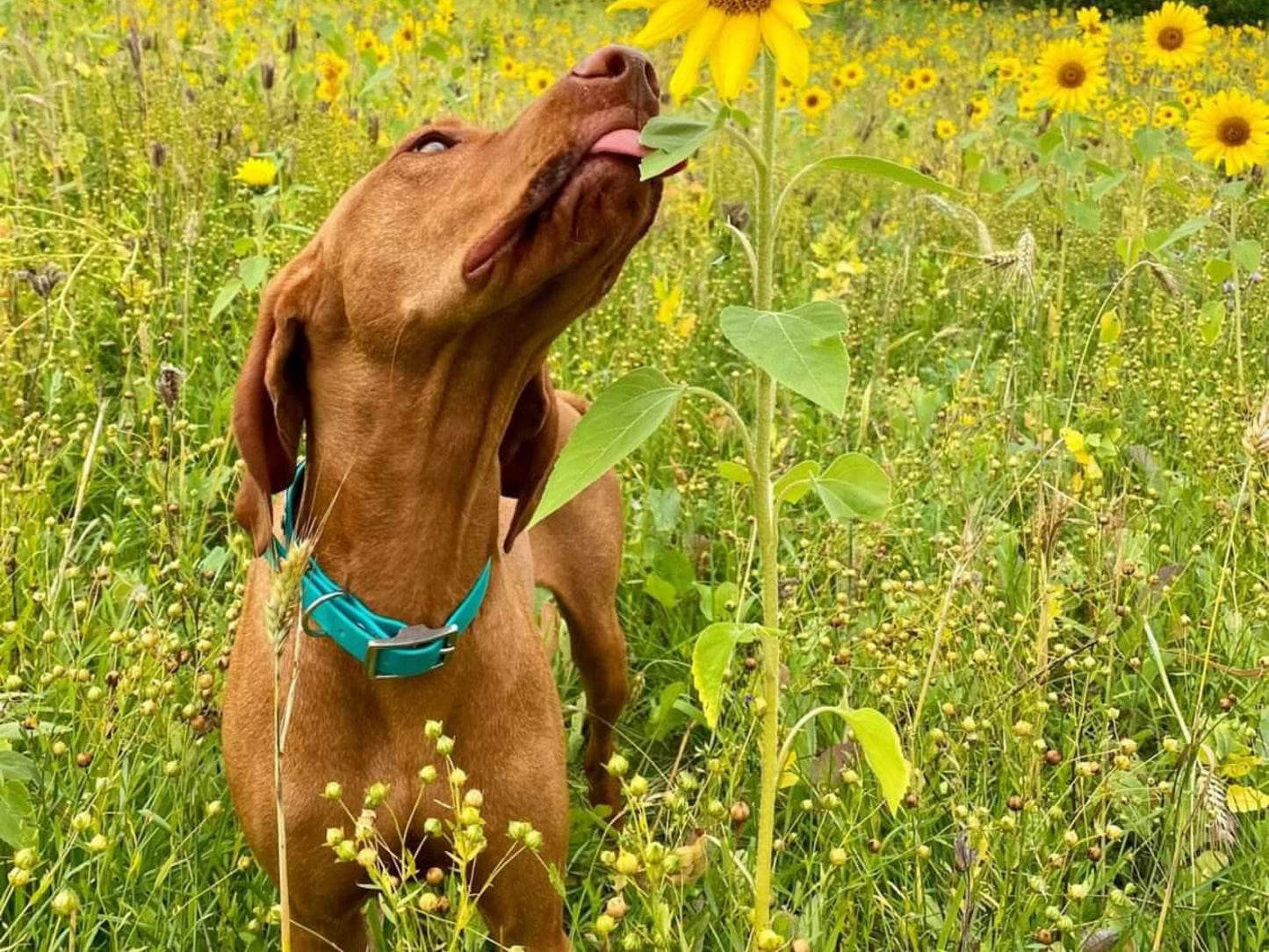Dog in a field of sunflowers with a green harness