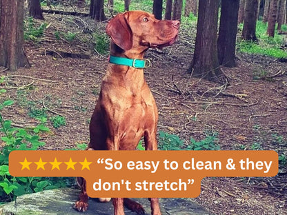 Brown dog wearing a teal collar in a forest with a five-star rating text overlay.