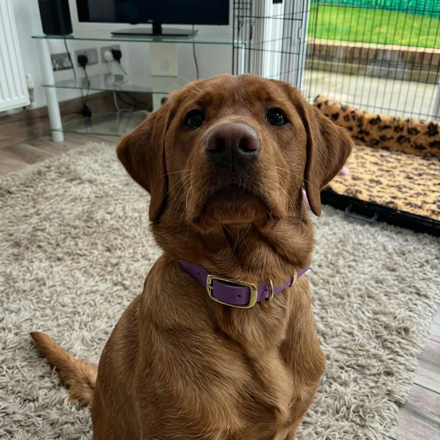 Brown dog wearing a purple biothane collar sitting on a carpeted floor.
