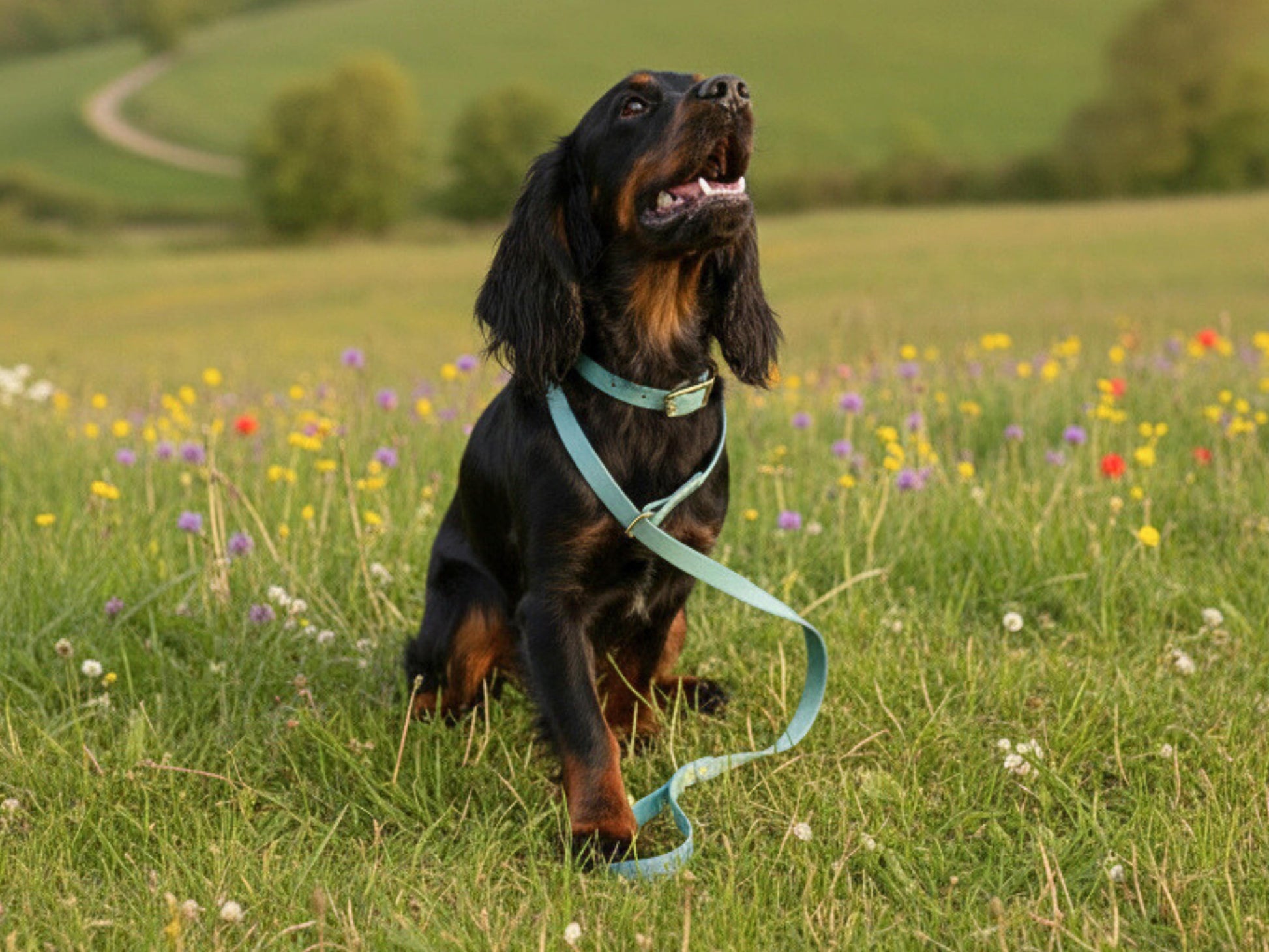 Dog on a blue biothane leash in a field of flowers with a blurred background