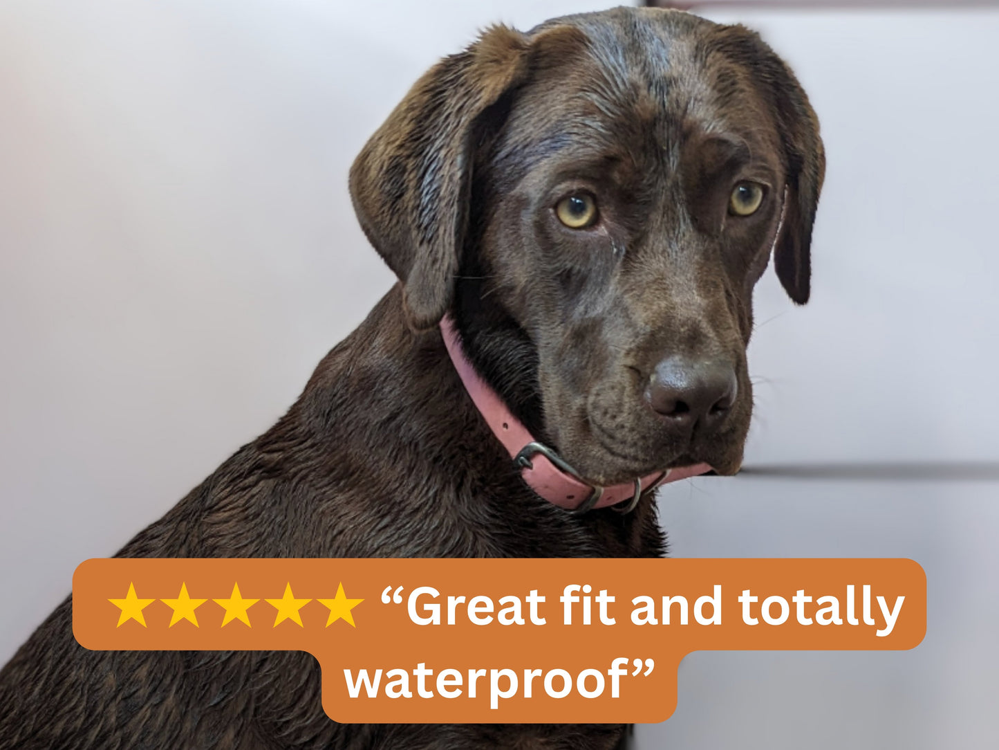 brown dog wearing pink waterproof collar with 5 star review overlay