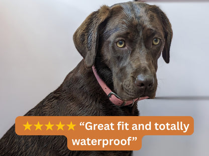 brown dog wearing pink waterproof collar with 5 star review overlay