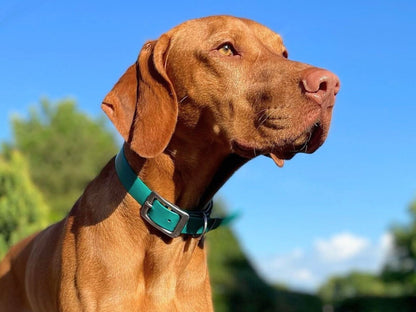 Brown dog wearing a green collar against a blue sky with trees in the background