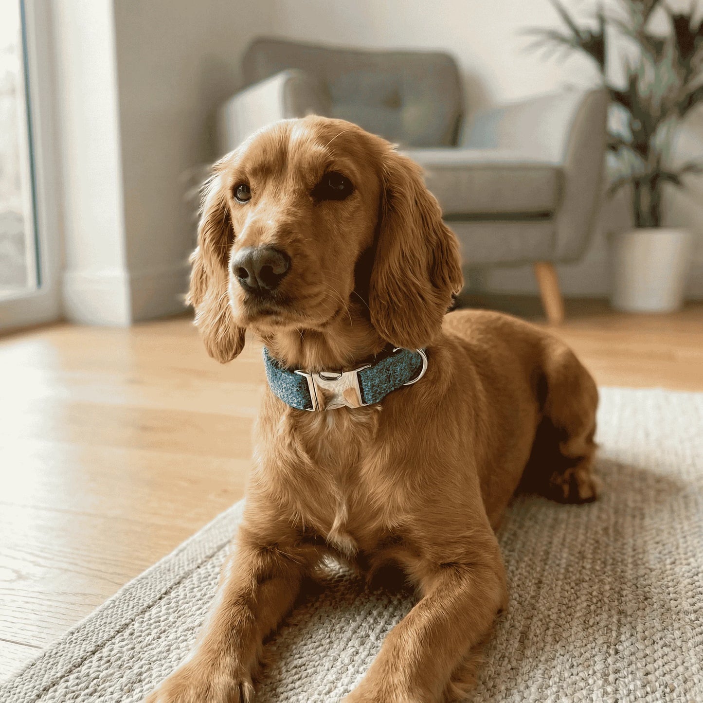 Brown dog sitting on a rug in a living room with a gray armchair and plant in the background.