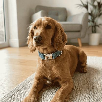 Brown dog sitting on a rug in a living room with a gray armchair and plant in the background.