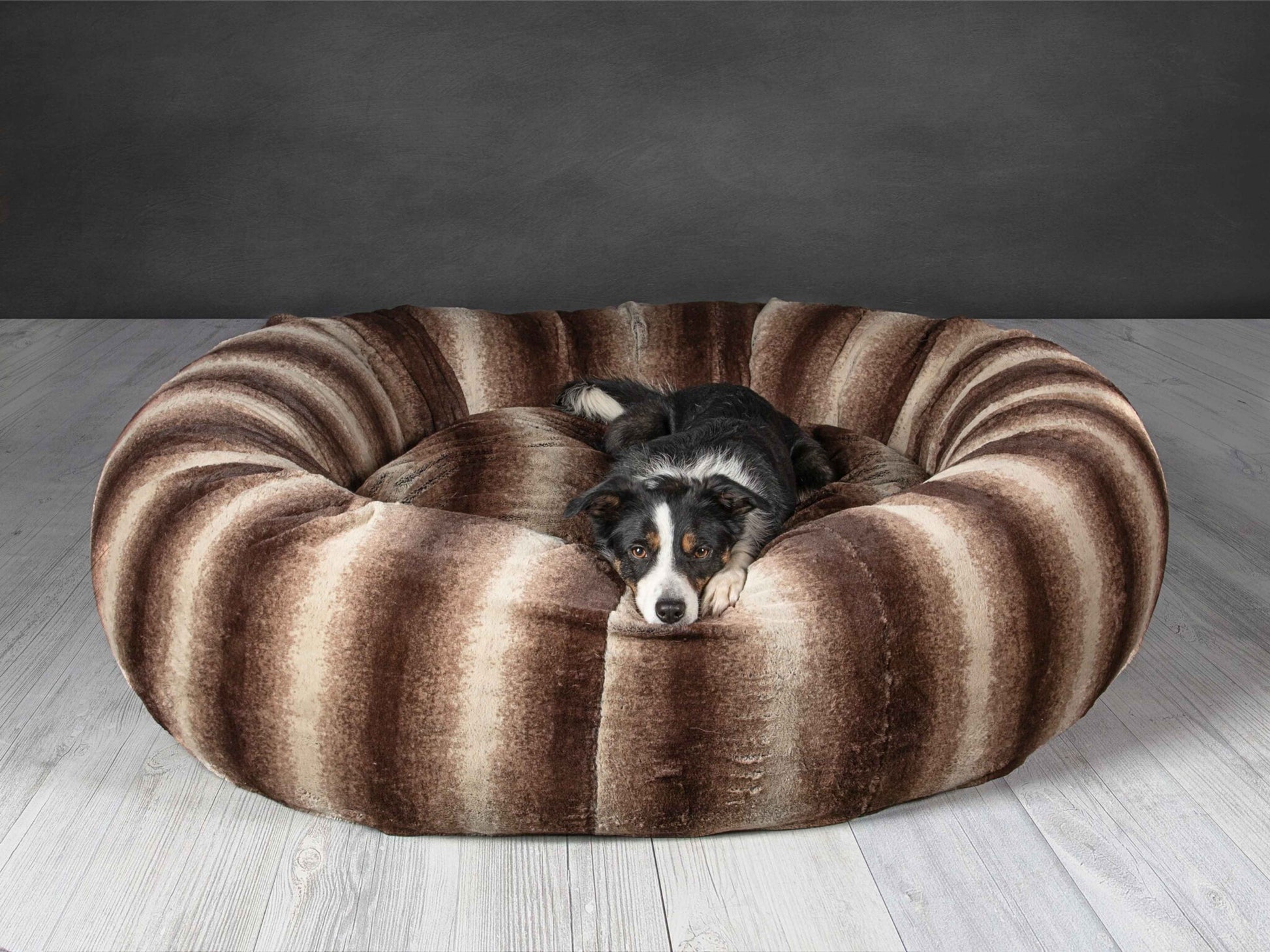 Border Collie resting on Collared Creatures brown faux fur donut dog bed