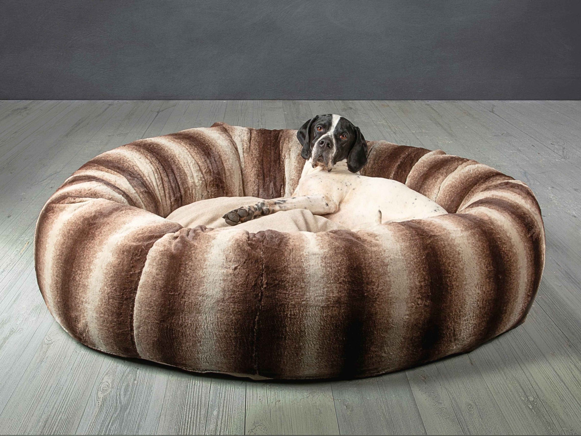 Pointer lounging in large brown donut dog bed from Collared Creatures