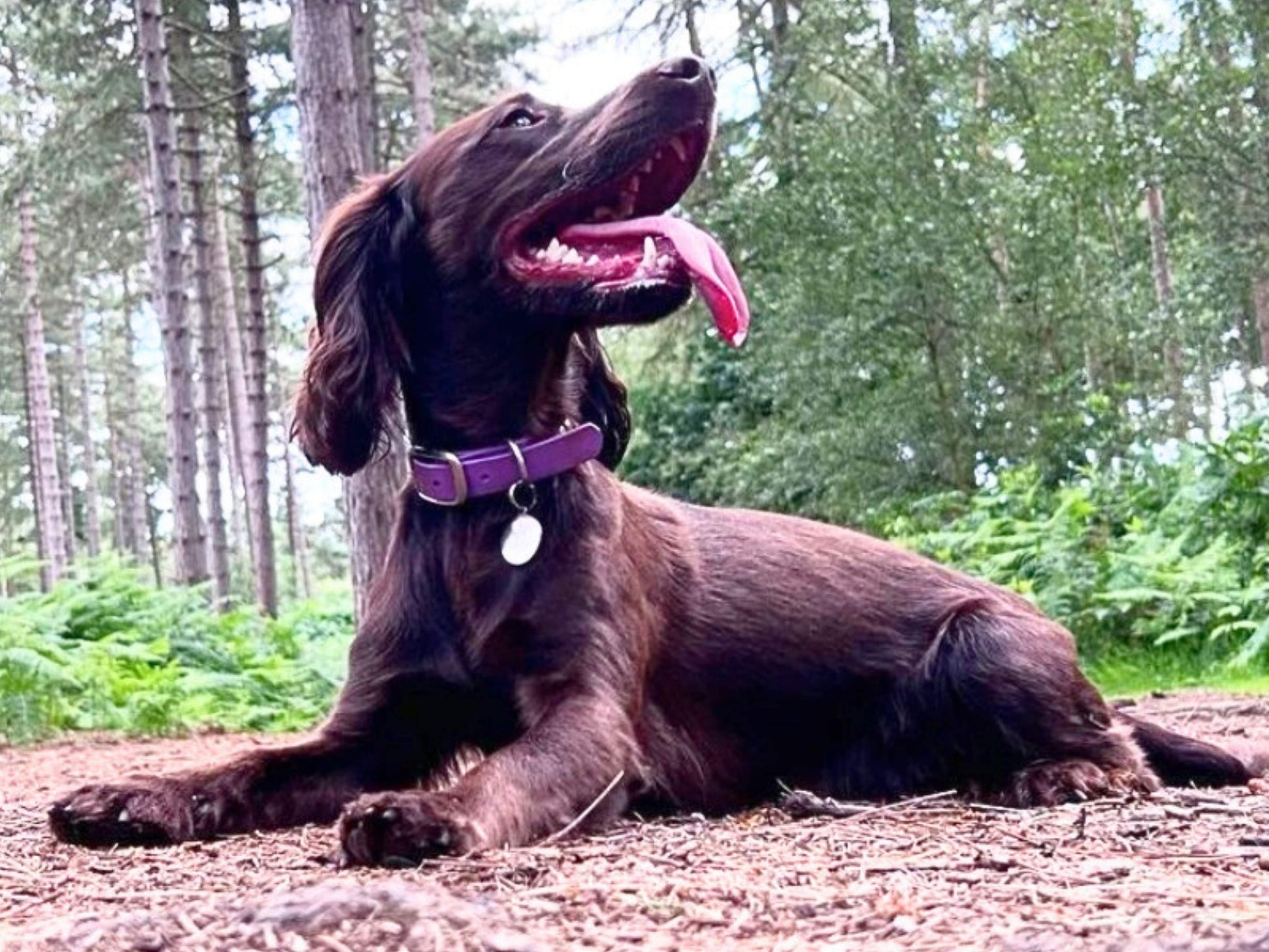 Brown dog with a purple collar sitting in a forest