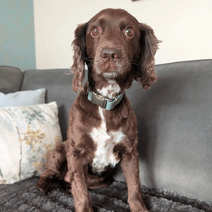 Duck Egg Blue Waterproof Biothane Metal Clasp Dog Collar