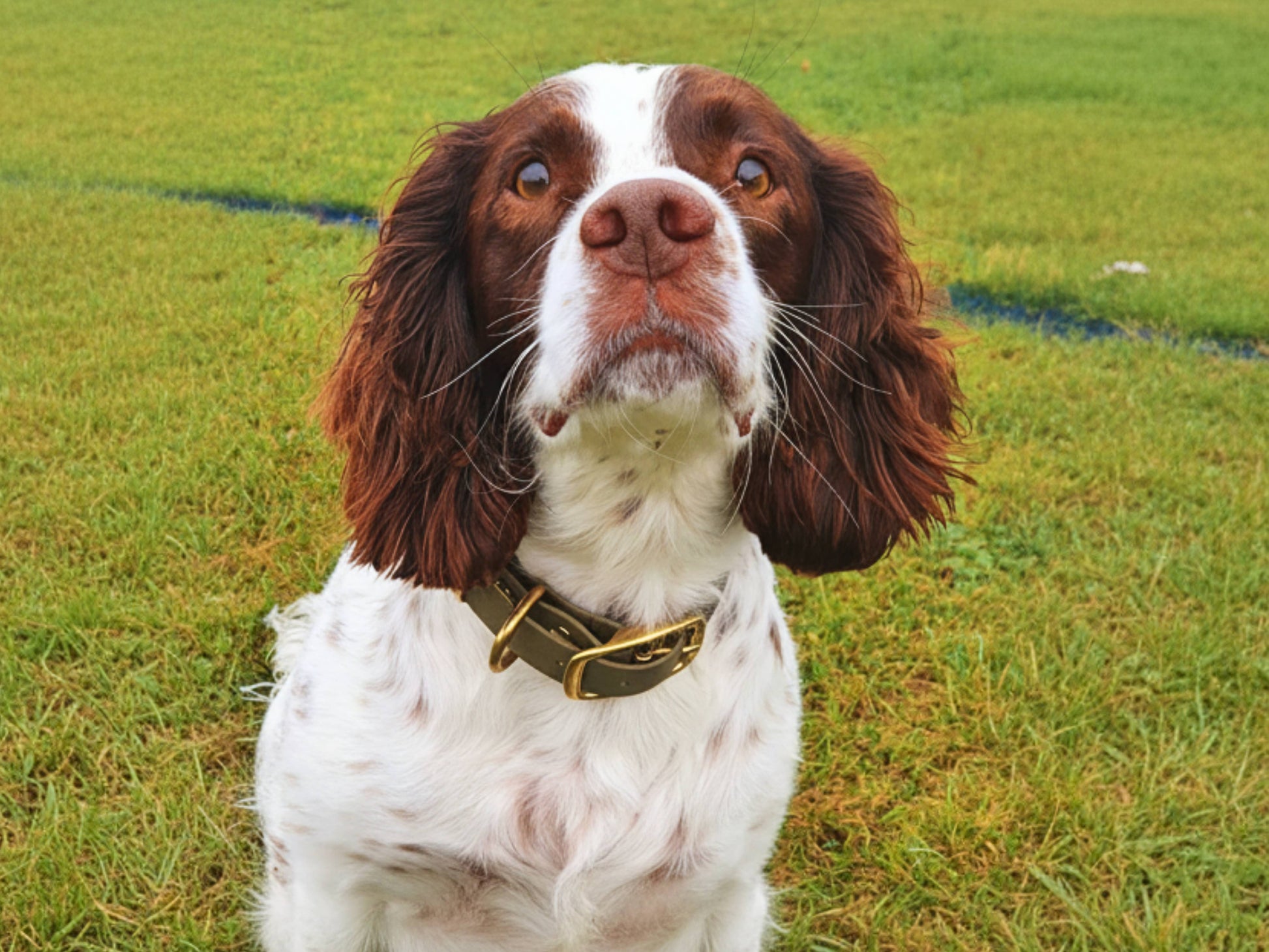 Dog with a green biothane collar standing on grass