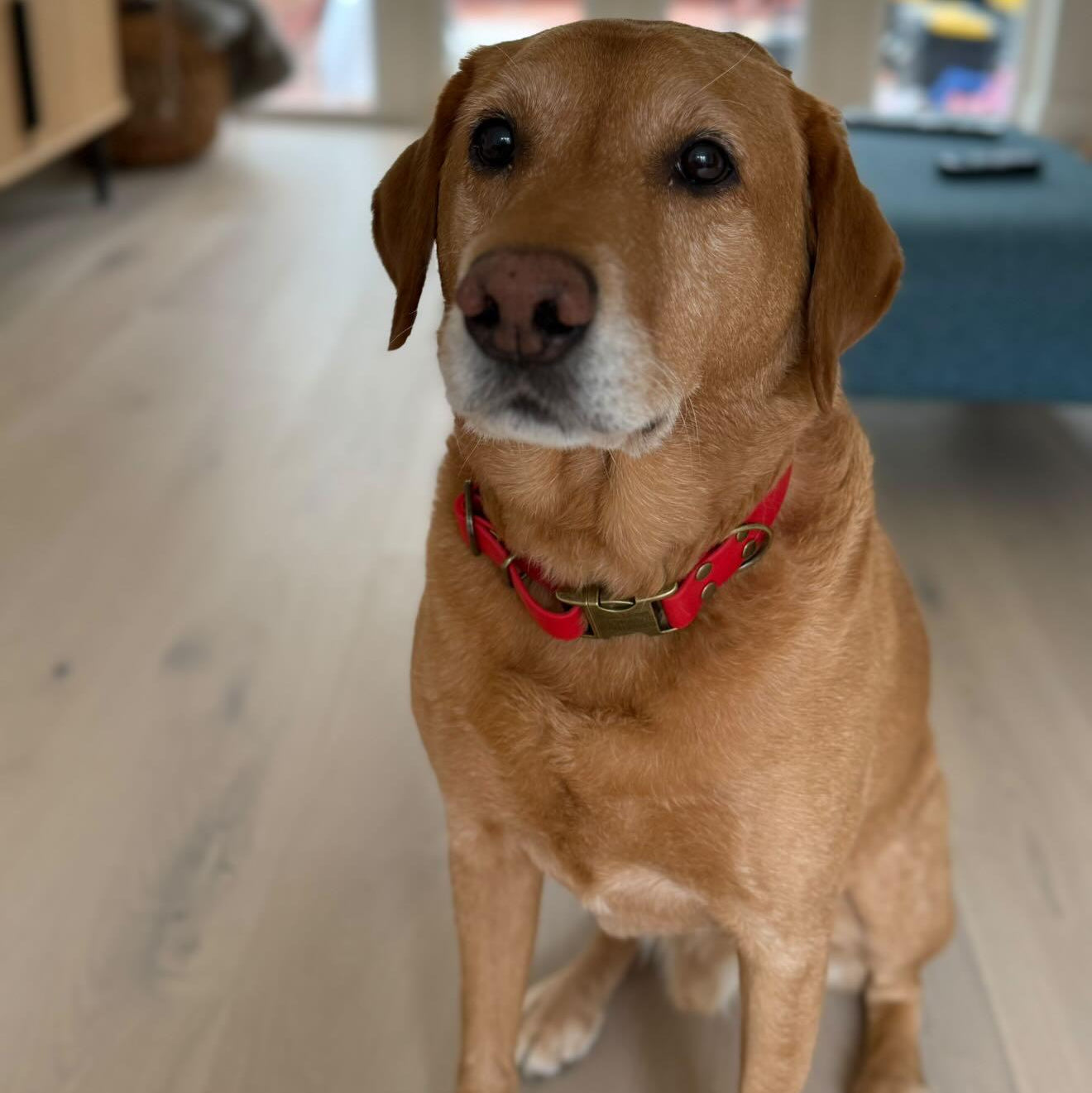 Red Waterproof Biothane Metal Clasp Dog Collar / collared creatures