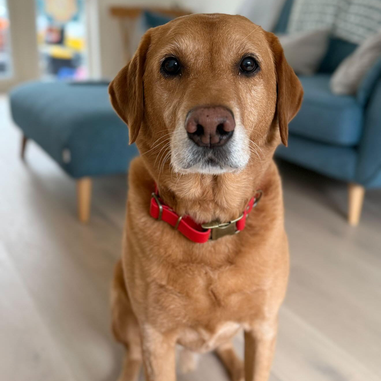 Red Waterproof Biothane Metal Clasp Dog Collar / collared creatures