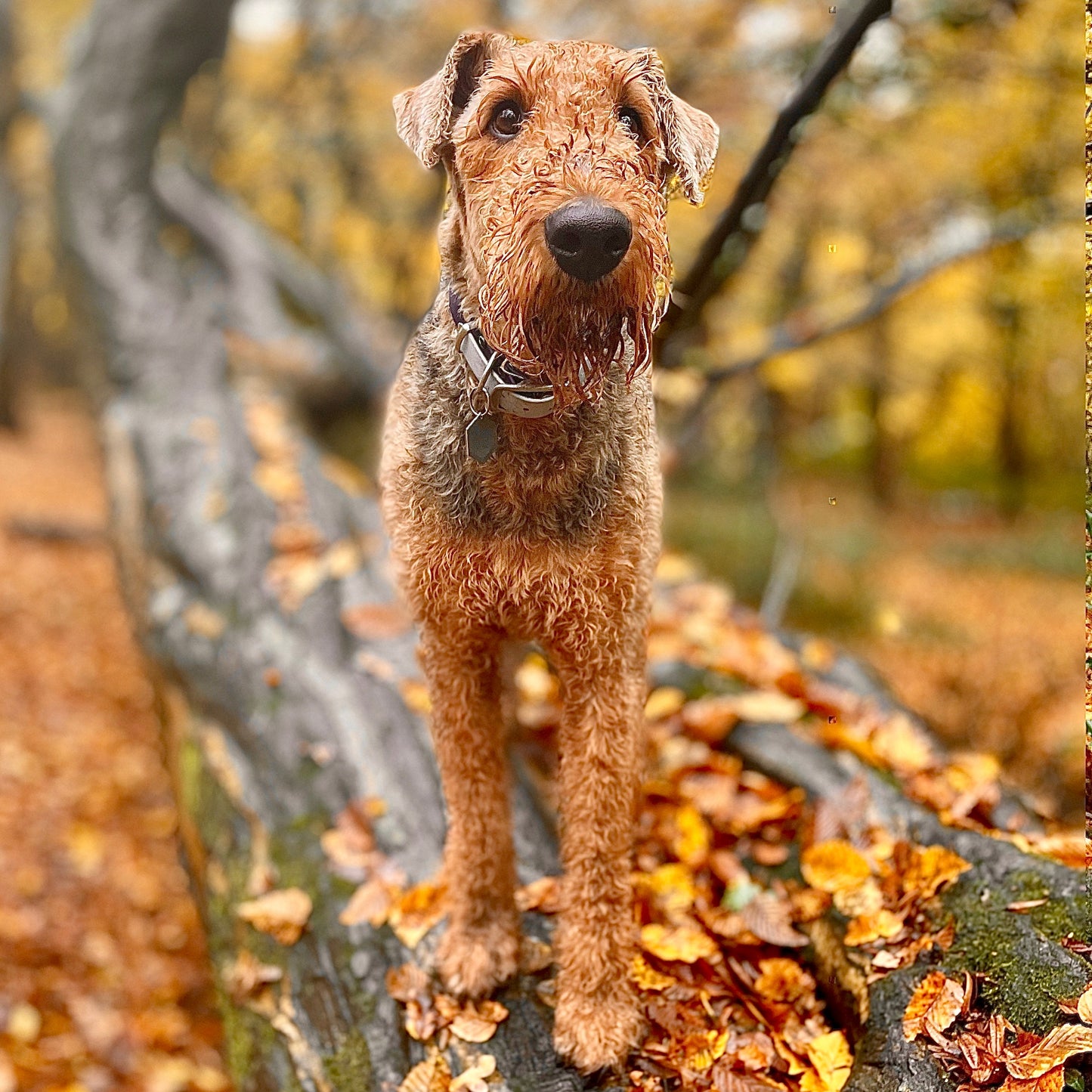 Dog standing on a tree branch with autumn leaves and trees in the background