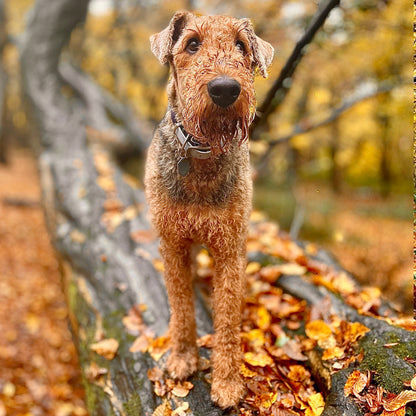 Dog standing on a tree branch with autumn leaves and trees in the background