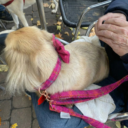 Cerise Check Luxury Harris Tweed Dog Lead - Collared Creatures LTD