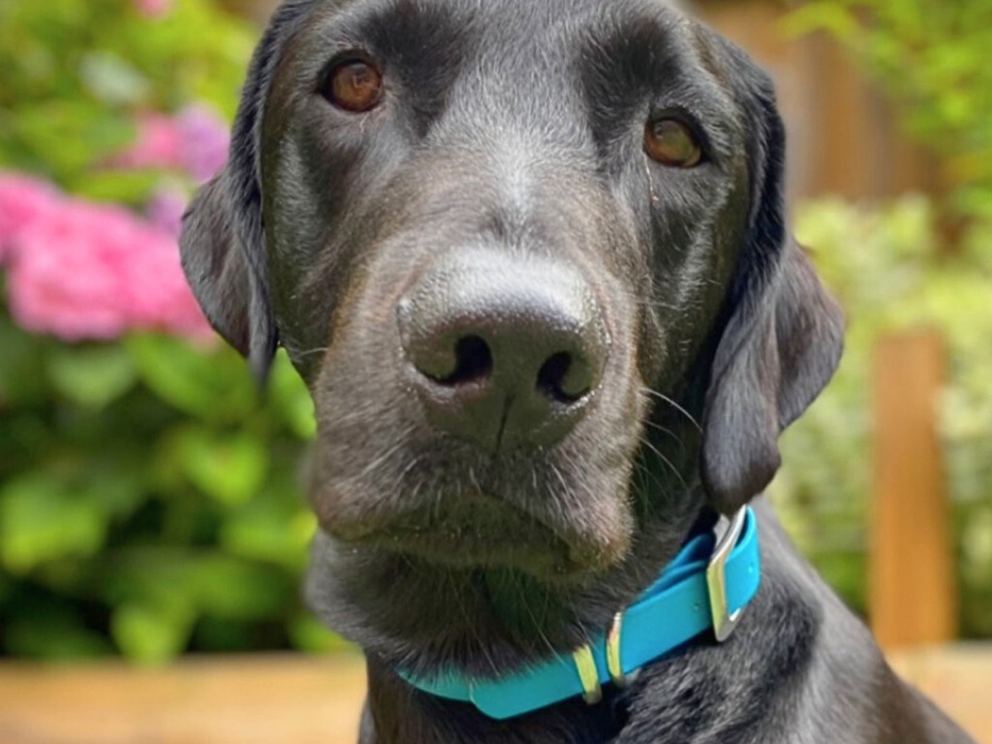 Gray dog with a blue collar in an outdoor setting