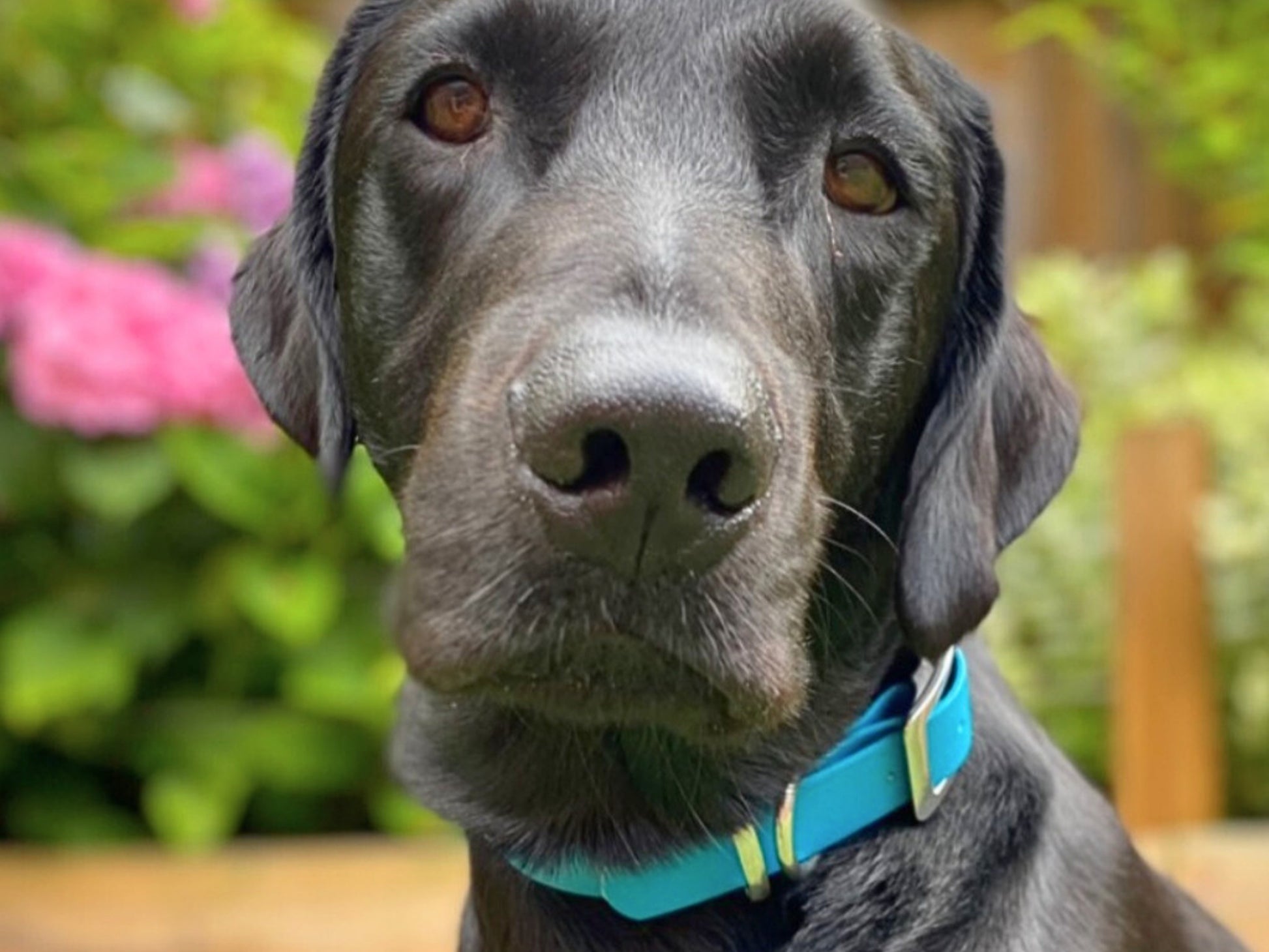 Gray dog with a blue collar in an outdoor setting