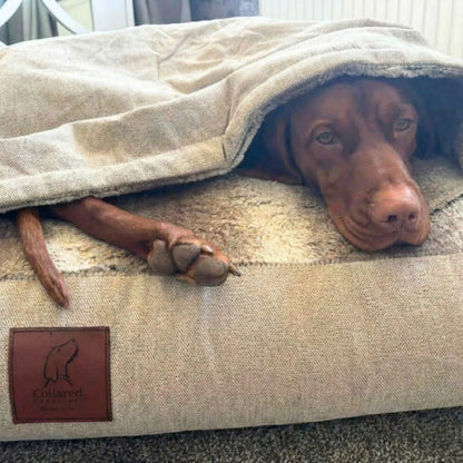 Vizsla dog snuggled deep inside Collared Creatures beige hooded dog bed with thick faux fur lining