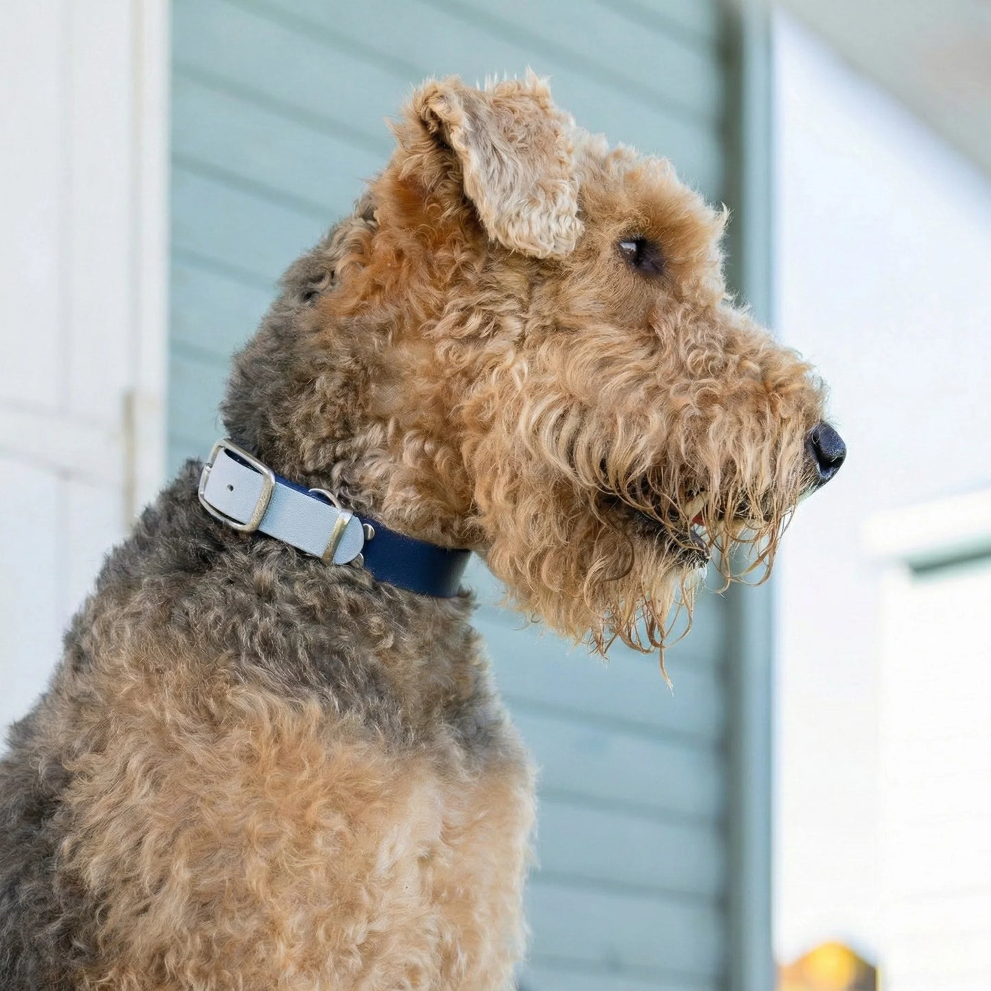 Navy & Pastel Pink Multicolour Waterproof Biothane Buckle Dog Collar - Collared Creatures LTD