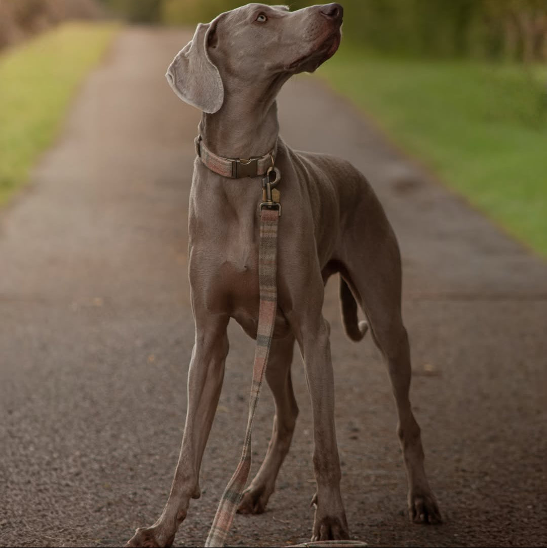 Weimaraner Atlas standing on path wearing Abraham Moon Glen Coe tweed collar and lead from Collared Creatures, front view