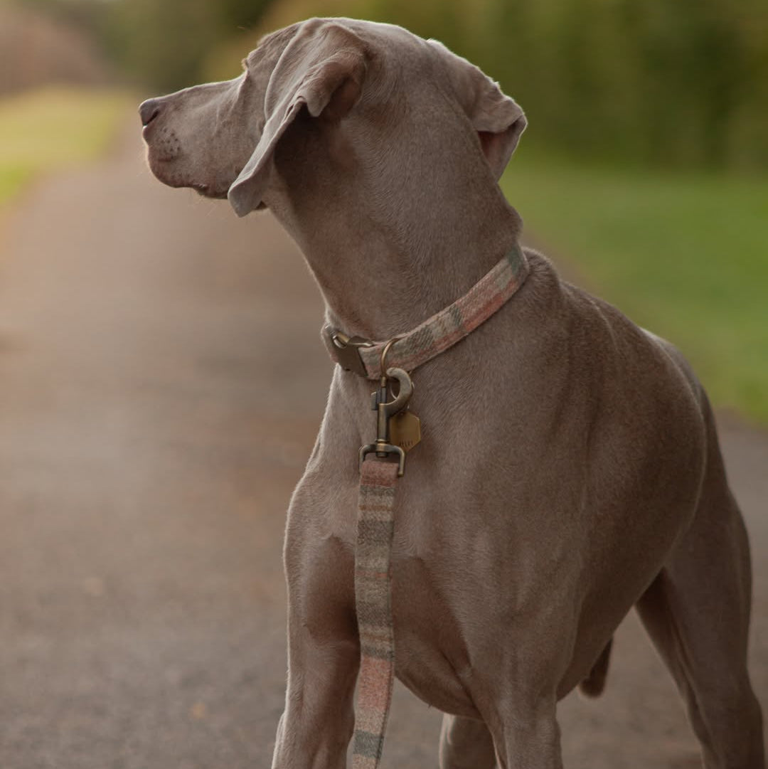 Weimaraner wearing Collared Creatures Abraham Moon Glen Coe tweed dog collar and matching lead on countryside path