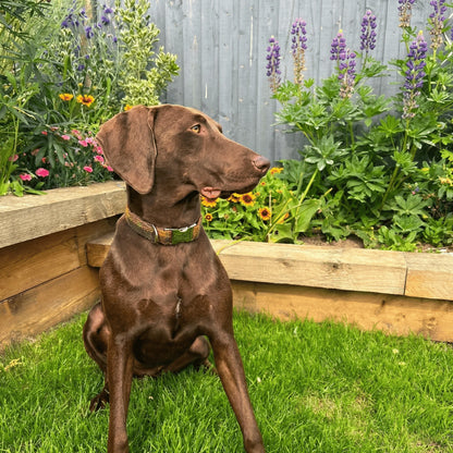 Brown dog sitting on grass in a garden with flowers and plants wearing tweed collar