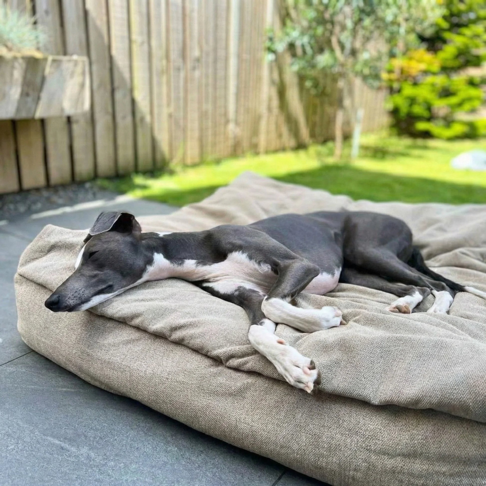 Sleek grey dog lounging on beige dog snuggle bed outdoors in sunny garden setting - Collared Creatures