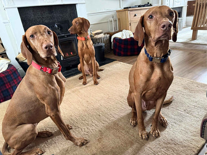 Three dogs wearing Collared Creatures Biothane clasp collars in red, navy blue, and neon orange, sitting indoors by a fireplace