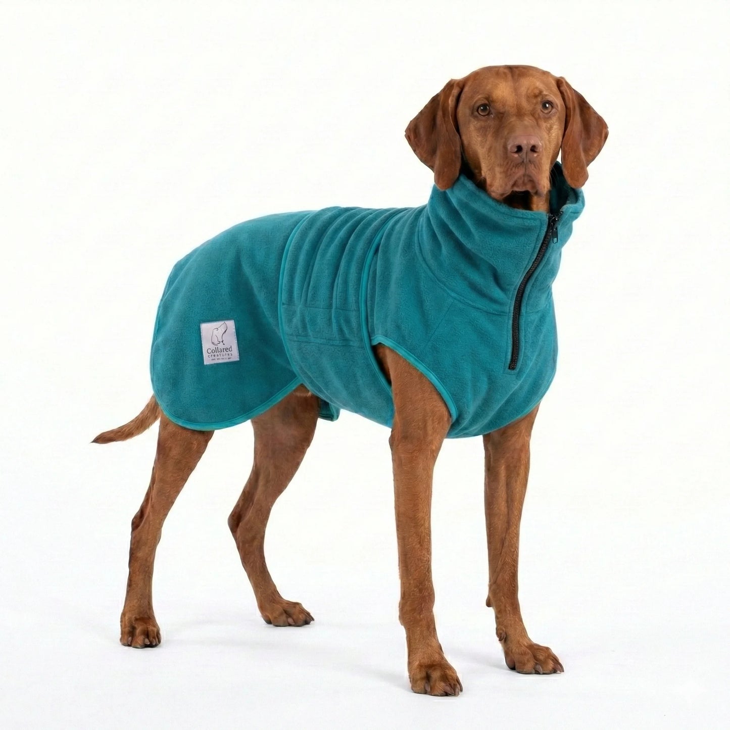 Dog wearing a teal fleece drying coat on a white background