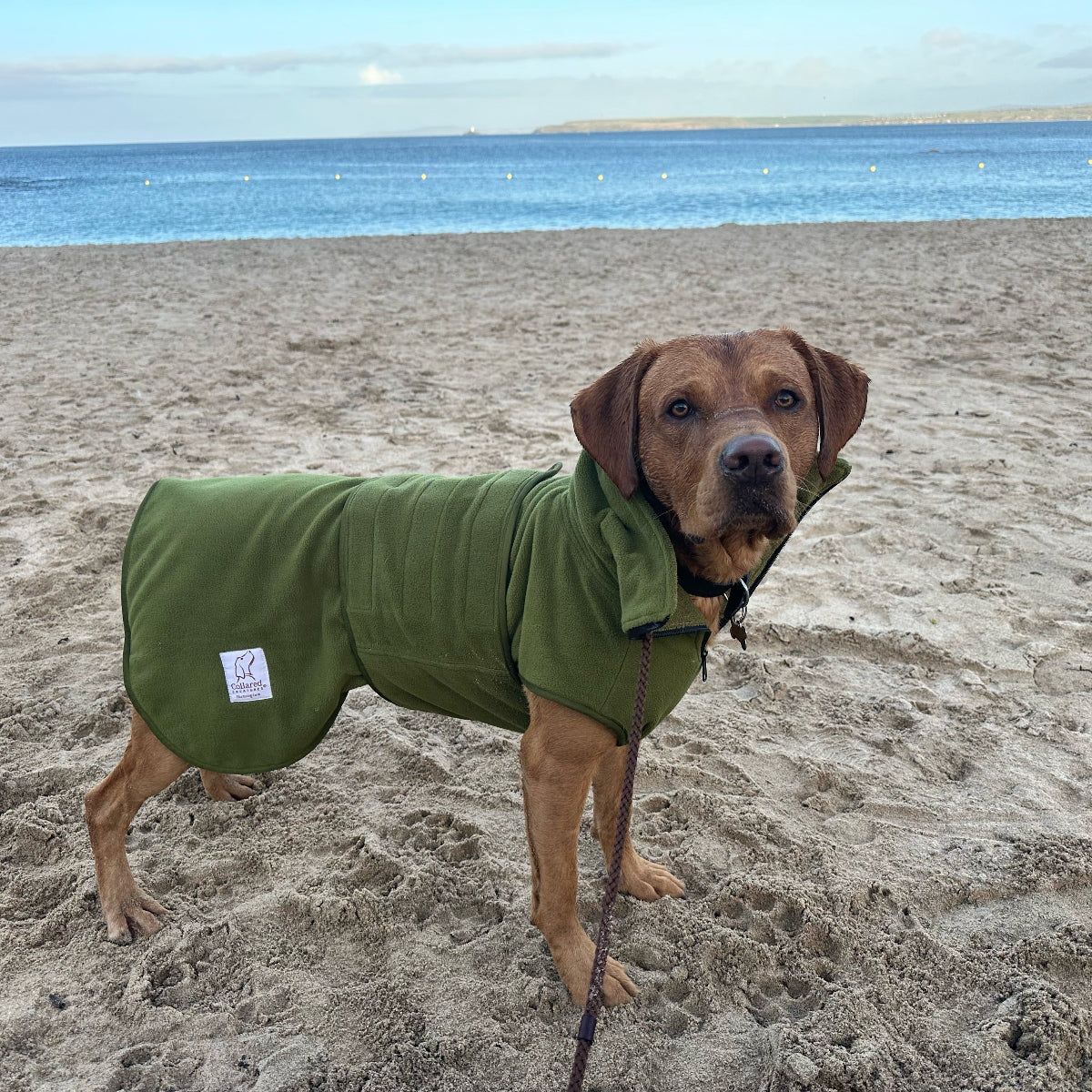 Dog wearing a green drying coat on a sandy beach with ocean in the background