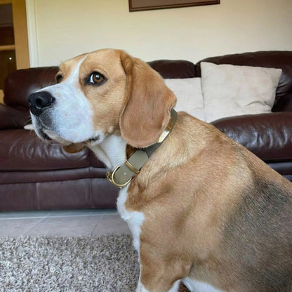 Dark Brown & Beige Multicolour Waterproof Biothane Buckle Dog Collar - Collared Creatures LTD
