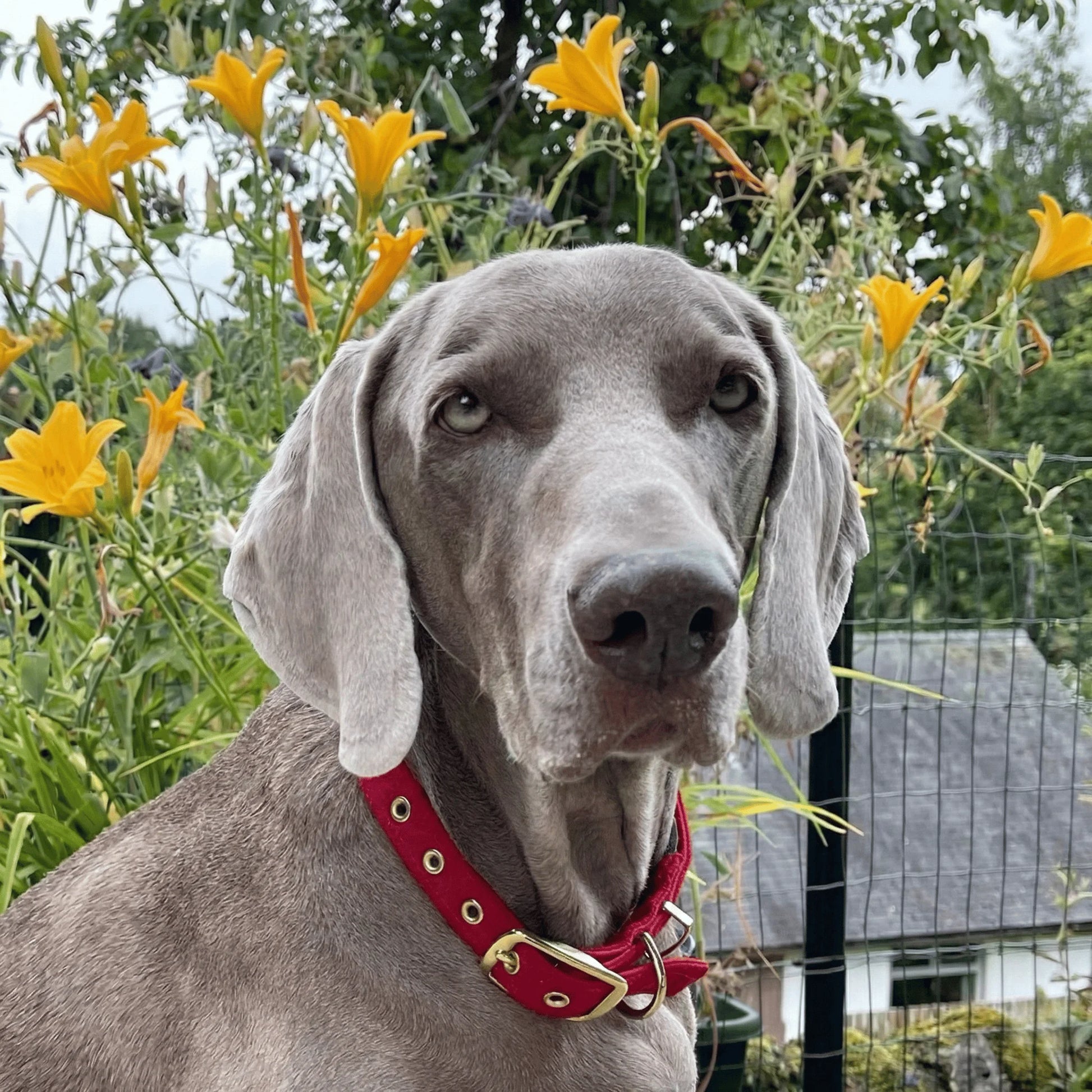 Simply Red - Buckle Fastening Luxury Harris Tweed Dog Collar - Collared Creatures LTD