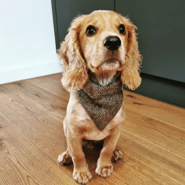 Dog wearing a patterned bandana sitting on a wooden floor.