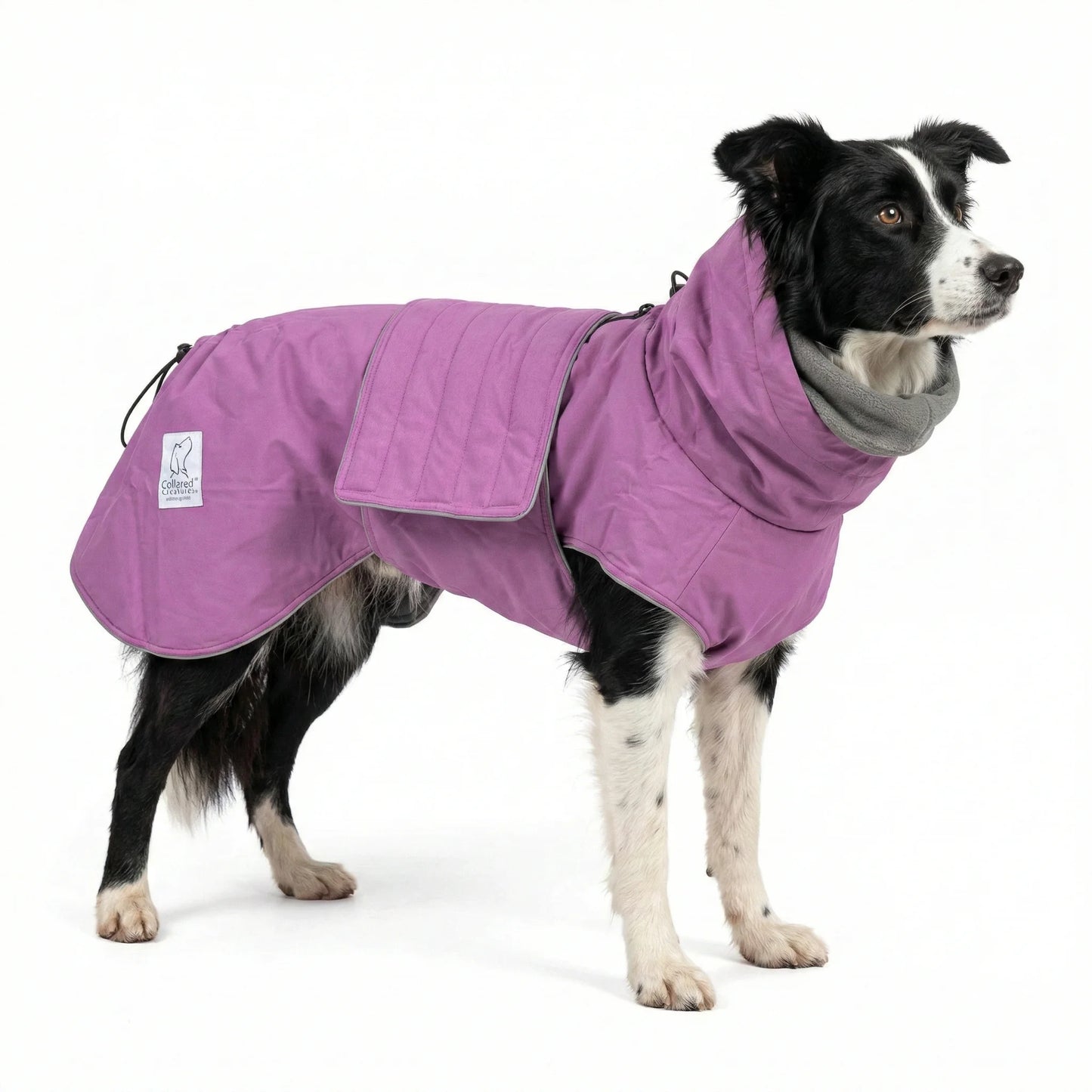 Dog wearing a purple waterproof coat on a white background