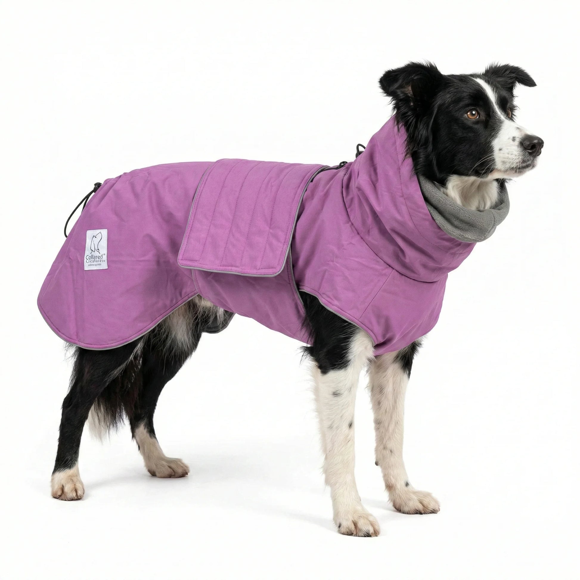 Dog wearing a purple waterproof coat on a white background
