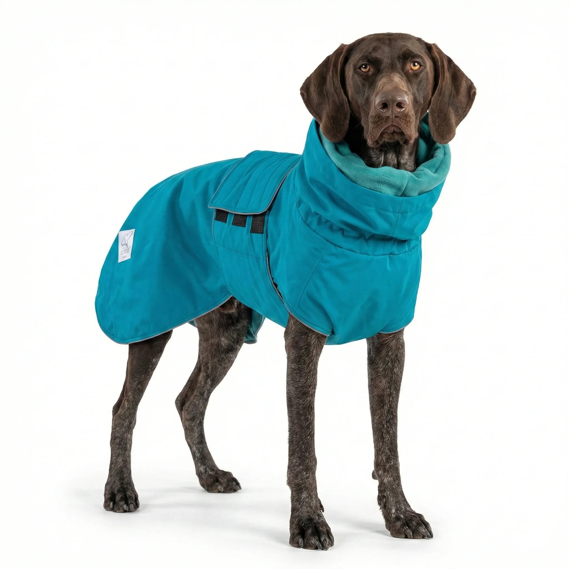 Dog wearing a blue rain coat on a white background