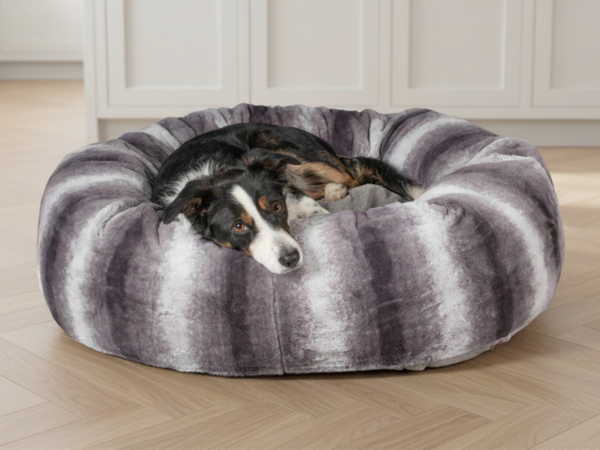 collie resting in grey collared creatures calming donut dog bed 