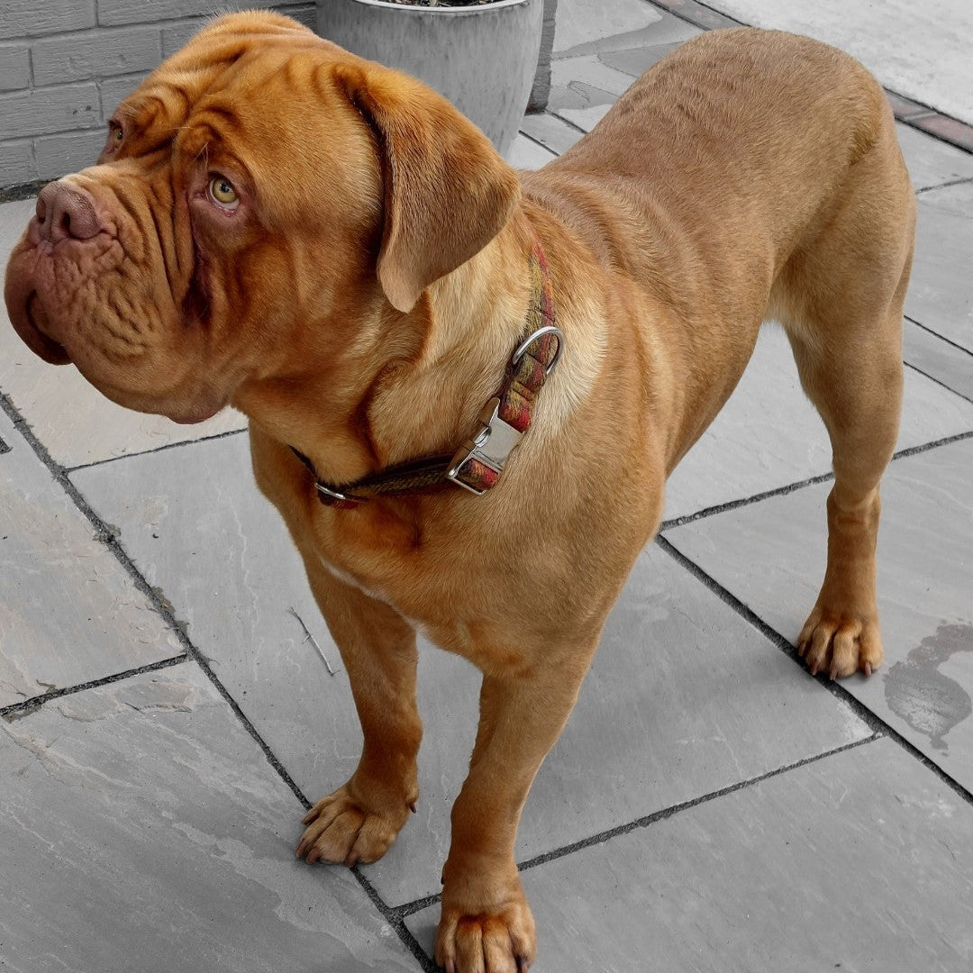 Collared Creatures Teal Herringbone Dog Collar - Personalised Wide Metal Clasp Collar ...