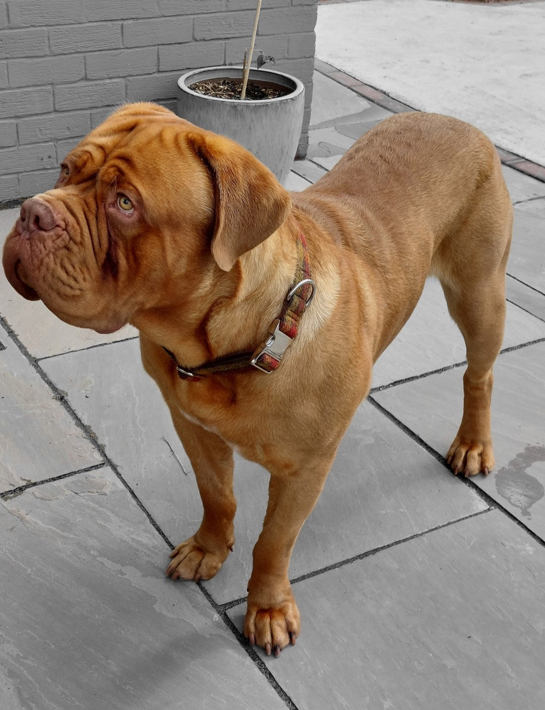 38mm Wide  Harris Tweed  Dog Collars for larger dogs - Collared Creatures